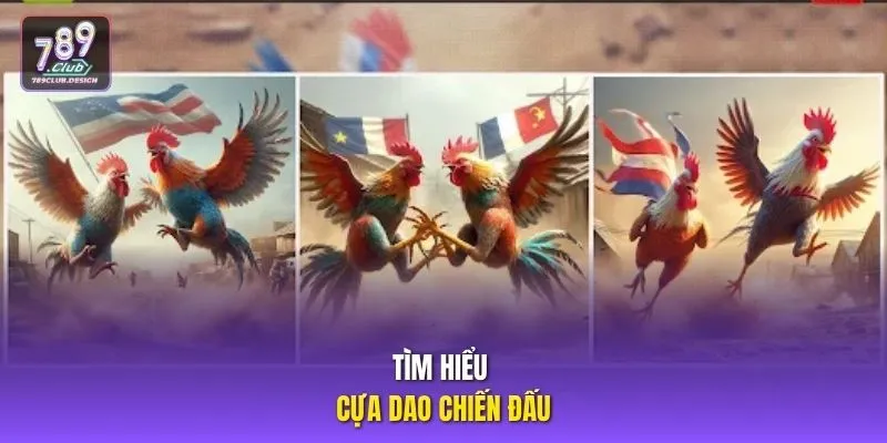 Tìm hiểu cựa dao chiến đấu